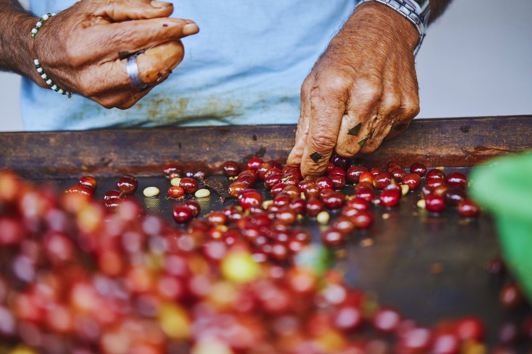 Processamento do café: conheça os métodos de preparo do grão